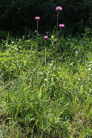 Cirsium tuberosum \ Knollige Kratzdistel, Knollen-Kratzdistel / Tuberous Thistle, F Gambsheim 5.6.2018