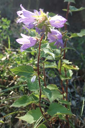 Campanula trachelium \ Nesselblttrige Glockenblume / Nettle-Leaved Bellflower, F Pyrenäen/Pyrenees, Sougia 23.7.2018