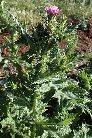 Carduus tenuiflorus \ Schmalkpfige Distel, F Grasse 2.5.2023