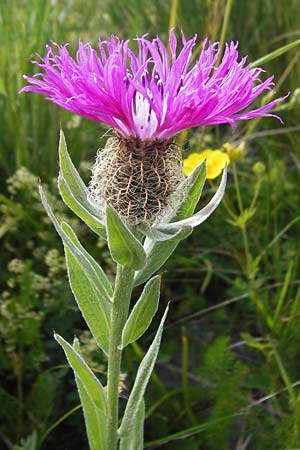 Centaurea uniflora \ Eink�pfige Flockenblume / Plume Knapweed, F Col de la Bonette 8.7.2016