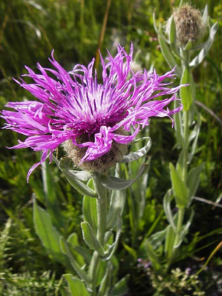 Centaurea uniflora \ Eink�pfige Flockenblume / Plume Knapweed, F Col de la Bonette 8.7.2016