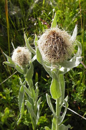 Centaurea uniflora \ Eink�pfige Flockenblume / Plume Knapweed, F Col de la Bonette 8.7.2016