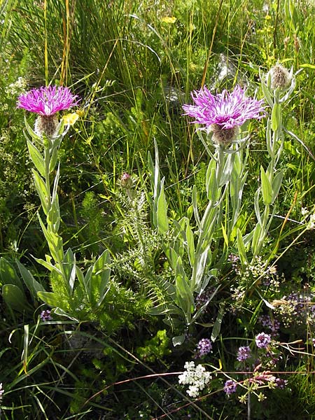 Centaurea uniflora \ Eink�pfige Flockenblume / Plume Knapweed, F Col de la Bonette 8.7.2016