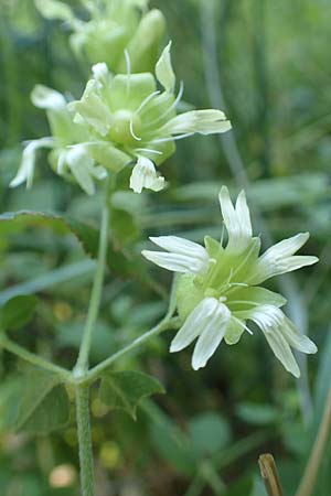 Silene baccifera \ Hhnerbiss, Taubenkropf / Berry Catchfly, F Beauchastel 21.7.2018