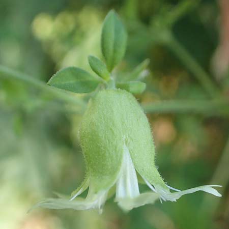 Silene baccifera \ Hhnerbiss, Taubenkropf / Berry Catchfly, F Beauchastel 21.7.2018