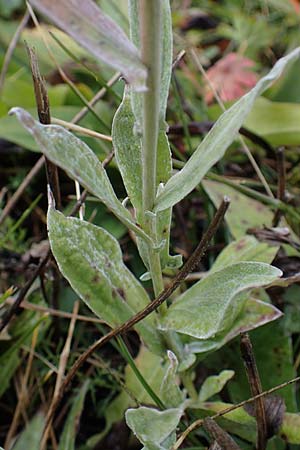 Centaurea uniflora \ Eink�pfige Flockenblume / Plume Knapweed, F Bonneval-sur-Arc 6.10.2021