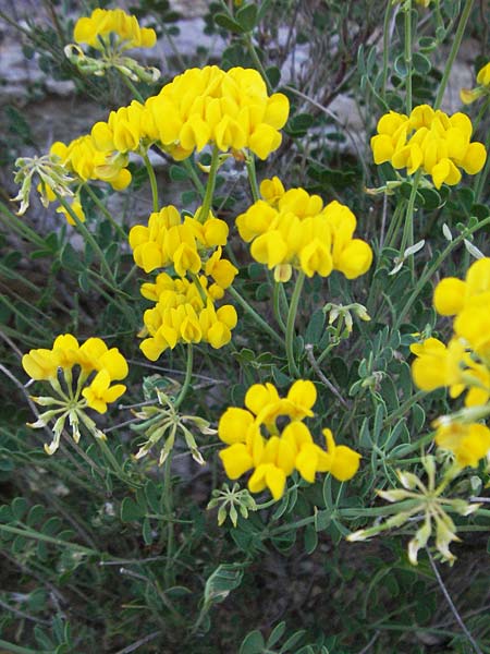 Coronilla valentina \ Valencia-Kronwicke, Strauch-Kronwicke / Shrubby Scorpion Vetch, F Jonte - Schlucht / Gorge 8.6.2006