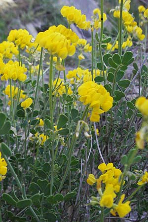Coronilla valentina \ Valencia-Kronwicke, Strauch-Kronwicke / Shrubby Scorpion Vetch, F Jonte - Schlucht / Gorge 8.6.2006