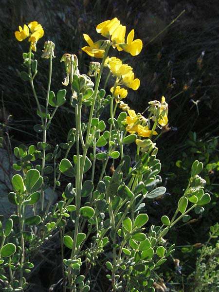 Coronilla valentina \ Valencia-Kronwicke, Strauch-Kronwicke / Shrubby Scorpion Vetch, F Jonte - Schlucht / Gorge 8.6.2006