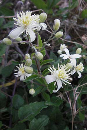Clematis vitalba \ Gewhnliche Waldrebe / Traveller's Joy, F Valleraugue 8.6.2006