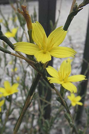 Lactuca viminea subsp. chondrilliflora \ Westlicher Ruten-Lattich, F Pyren&auml;en, Villefranche de Conflent 8.8.2006