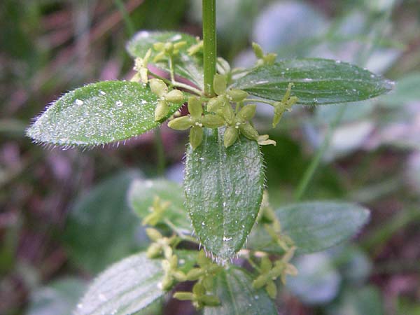 Cruciata verna \ Frhlings-Kreuzlabkraut, Kahles Kreuzlabkraut / Slender Crosswort, F Pyrenäen/Pyrenees, Eyne 25.6.2008