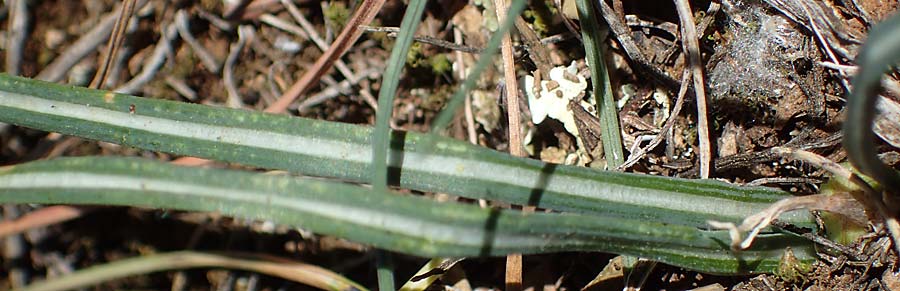 Crocus versicolor \ Silberlack-Krokus, Bunter Krokus / Cloth-of-Silver Crocus, F Lagnes 3.5.2023