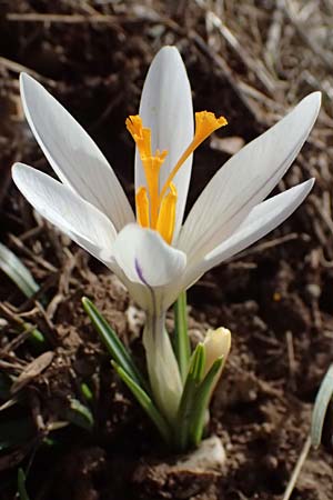 Crocus vernus \ Frhlings-Krokus / Spring Crocus, F Col de Gleize 14.3.2024