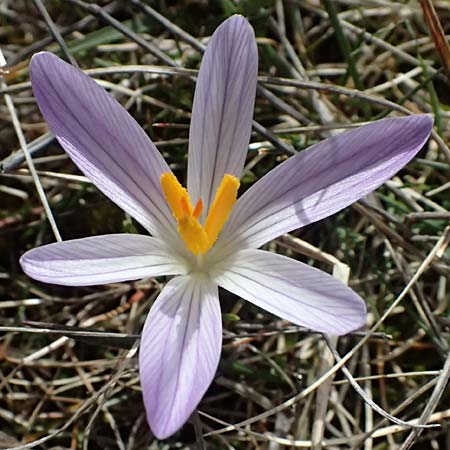Crocus versicolor \ Silberlack-Krokus, Bunter Krokus / Cloth-of-Silver Crocus, F Caussols 15.3.2024