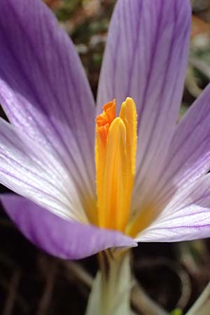 Crocus versicolor \ Silberlack-Krokus, Bunter Krokus / Cloth-of-Silver Crocus, F Caussols 15.3.2024