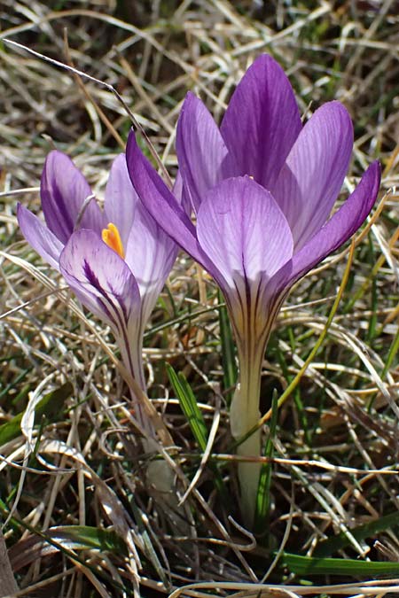 Crocus versicolor \ Silberlack-Krokus, Bunter Krokus / Cloth-of-Silver Crocus, F Caussols 15.3.2024