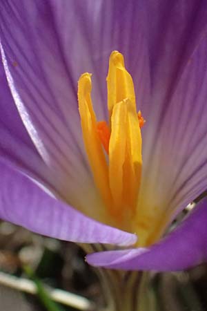 Crocus versicolor \ Silberlack-Krokus, Bunter Krokus / Cloth-of-Silver Crocus, F Caussols 15.3.2024