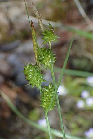 Carex viridula \ Sp�te Gelb-Segge / Little Green Sedge, Small-Fruited Yellow Sedge, F Tende 18.5.2026
