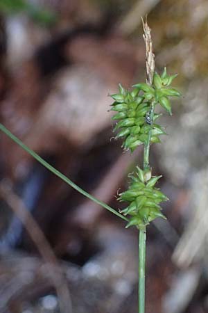 Carex viridula \ Sp�te Gelb-Segge / Little Green Sedge, Small-Fruited Yellow Sedge, F Tende 18.5.2026
