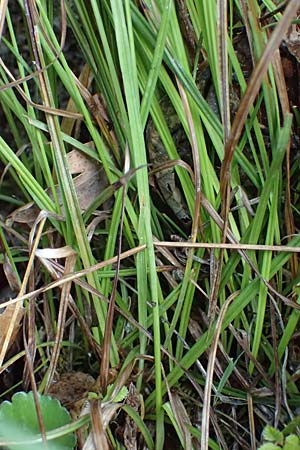 Carex viridula \ Sp�te Gelb-Segge / Little Green Sedge, Small-Fruited Yellow Sedge, F Tende 18.5.2026