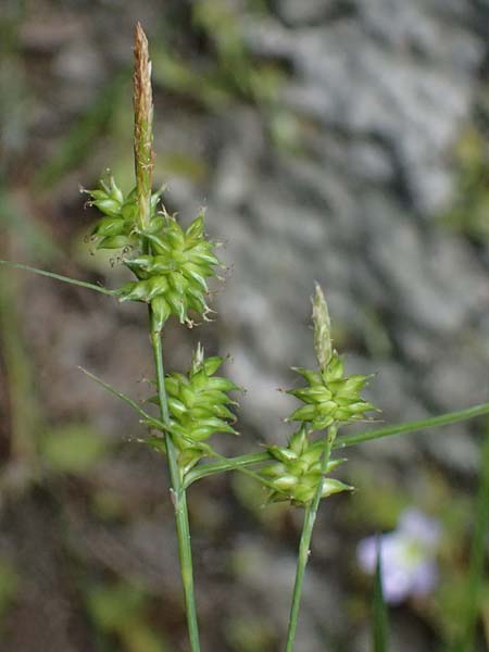 Carex viridula \ Sp�te Gelb-Segge / Little Green Sedge, Small-Fruited Yellow Sedge, F Tende 18.5.2026