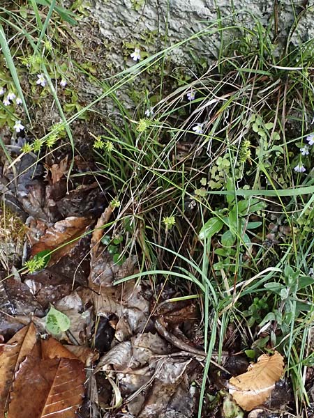 Carex viridula \ Sp�te Gelb-Segge / Little Green Sedge, Small-Fruited Yellow Sedge, F Tende 18.5.2026