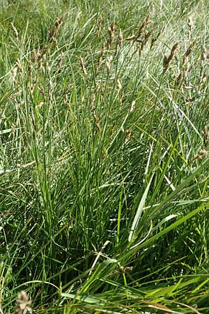 Carex ovalis \ Hasenfu-Segge, Hasenpfoten-Segge / Oval Sedge, F Collet de Allevard 9.7.2016
