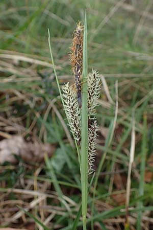 Carex flacca \ Blaugrne Segge / Blue Sedge, Carnation Grass, F Brochon 28.4.2023