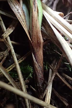 Carex flacca \ Blaugrne Segge / Blue Sedge, Carnation Grass, F Brochon 28.4.2023
