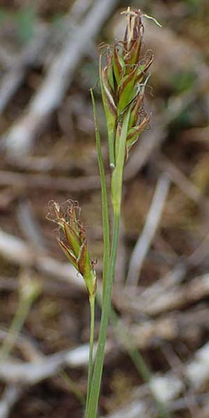 Carex halleriana \ Grundstielige Segge, Hallers Segge / Southern Sedge, Haller's Sedge, F Brochon 28.4.2023