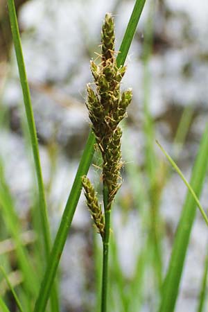Carex canescens \ Graue Segge / Silvery Sedge, F Jura,  Saone 5.5.2023