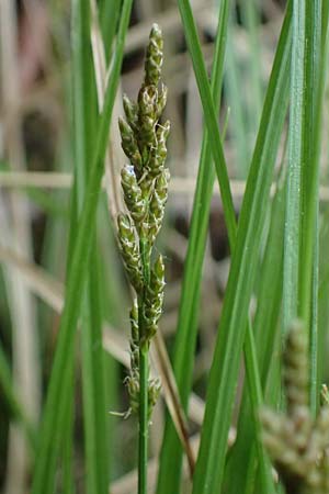 Carex canescens \ Graue Segge / Silvery Sedge, F Jura,  Saone 5.5.2023