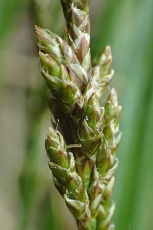 Carex canescens \ Graue Segge / Silvery Sedge, F Jura,  Saone 5.5.2023