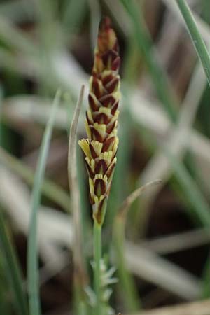 Carex panicea \ Hirse-Segge / Carnation Sedge, F Jura,  Charquemont 5.5.2023