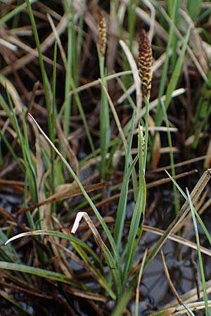 Carex panicea \ Hirse-Segge / Carnation Sedge, F Jura,  Charquemont 5.5.2023