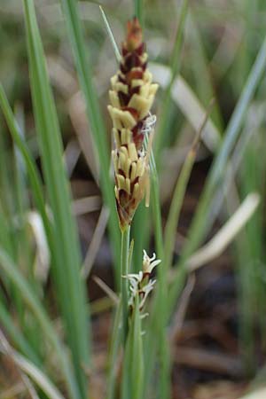 Carex panicea \ Hirse-Segge / Carnation Sedge, F Jura,  Charquemont 5.5.2023