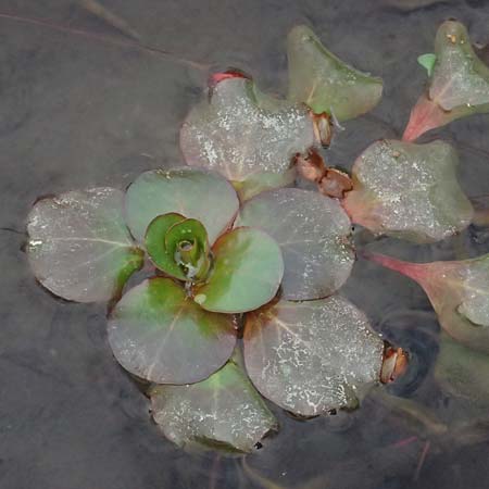 Ludwigia peploides \ Flutendes Heusenkraut / Creeping Water Primrose, F St.  Martin-de-Crau 17.3.2024