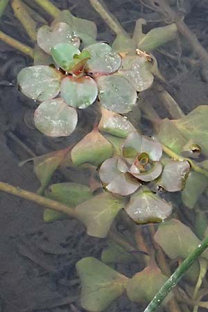 Ludwigia peploides \ Flutendes Heusenkraut / Creeping Water Primrose, F St.  Martin-de-Crau 17.3.2024