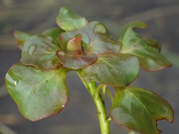 Ludwigia peploides \ Flutendes Heusenkraut / Creeping Water Primrose, F St.  Martin-de-Crau 17.3.2024