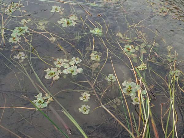 Ludwigia peploides \ Flutendes Heusenkraut / Creeping Water Primrose, F St.  Martin-de-Crau 17.3.2024