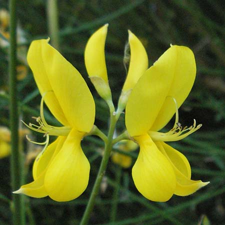 Cytisus scoparius \ Besen-Ginster / Scotch Broom, F S. Gilles 7.6.2006