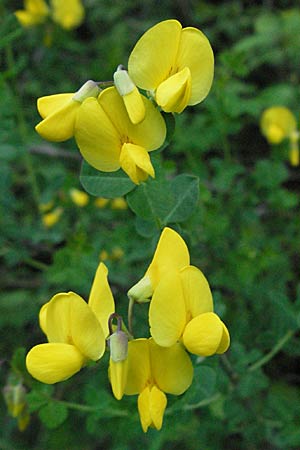 Cytisophyllum sessilifolium \ Sdlicher Geiklee, Blattstielloser Geiklee / Sessile-Leaved Tick Trefoil, F Aspres 12.5.2007