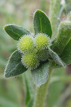 Cynoglossum creticum \ Kretische Hundszunge / Cretan Hound's-Tongue, F Corbi&egrave;res, Talairan 13.5.2007