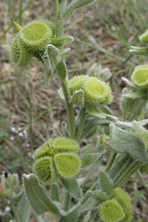 Cynoglossum creticum \ Kretische Hundszunge / Cretan Hound's-Tongue, F Corbi&egrave;res, Talairan 13.5.2007