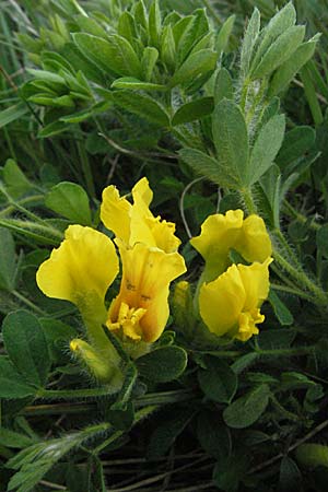 Cytisus supinus \ Niedriger Zwergginster, Kopf-Geiklee / Clustered Broom, F Dept. Aveyron,  Tiergues 15.5.2007