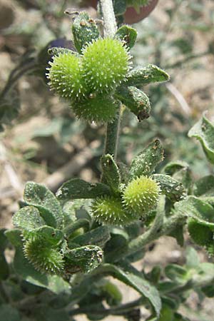 Cynoglossum creticum \ Kretische Hundszunge / Cretan Hound's-Tongue, F Toreilles 24.6.2008