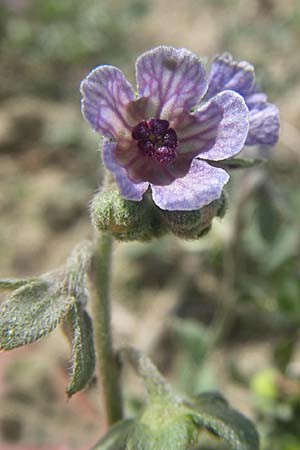 Cynoglossum creticum \ Kretische Hundszunge / Cretan Hound's-Tongue, F Toreilles 24.6.2008