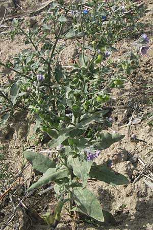 Cynoglossum creticum \ Kretische Hundszunge / Cretan Hound's-Tongue, F Toreilles 24.6.2008