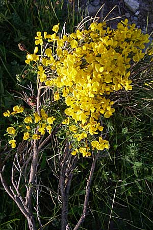 Cytisus oromediterraneus \ Abf�hrender Gei�klee / Andorra Broom, F Pyren&auml;en/Pyrenees, Eyne 25.6.2008